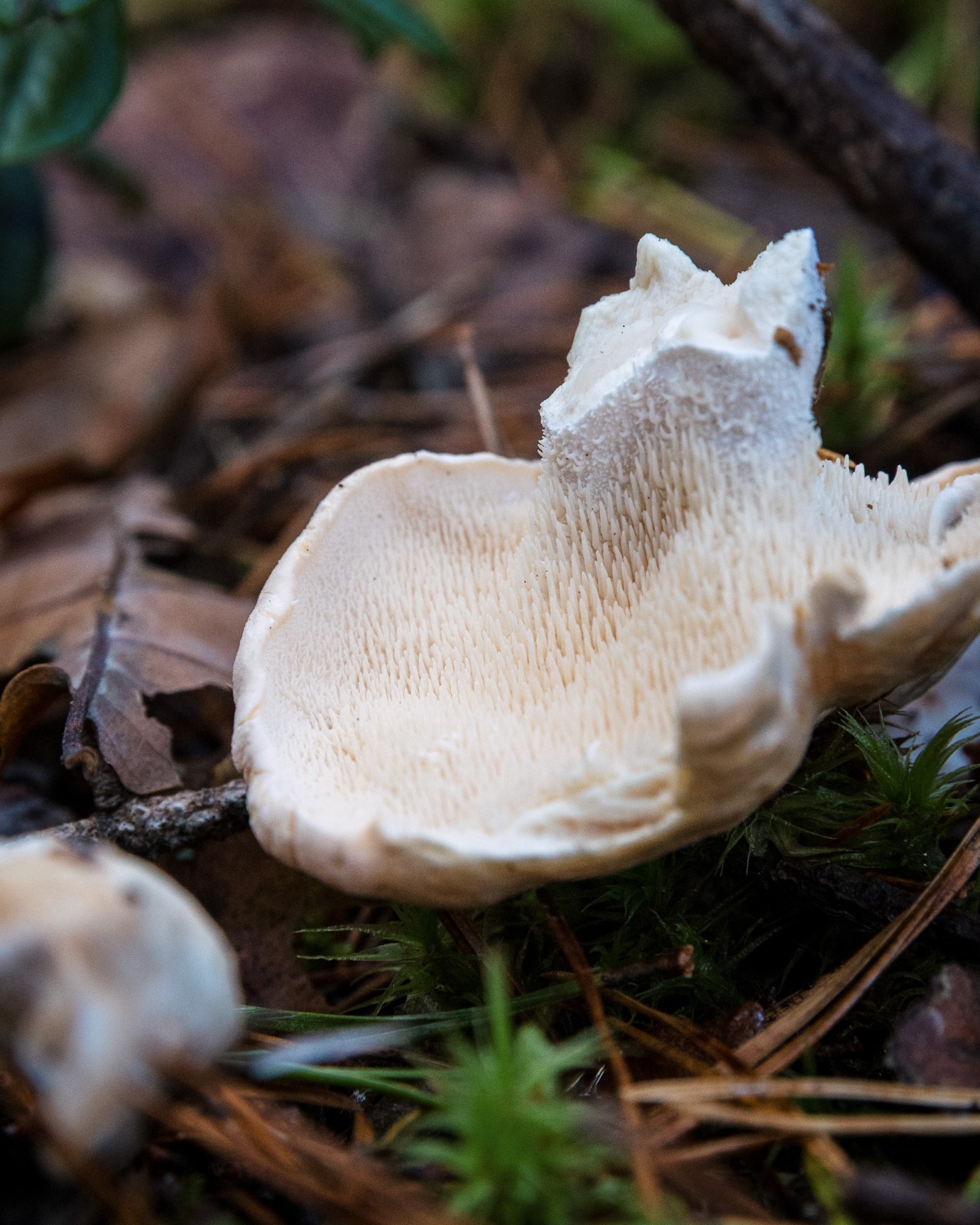 Hydnum repandum