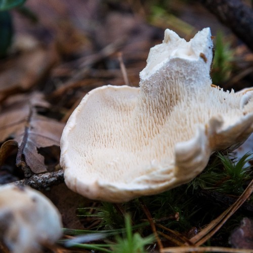 Hydnum repandum