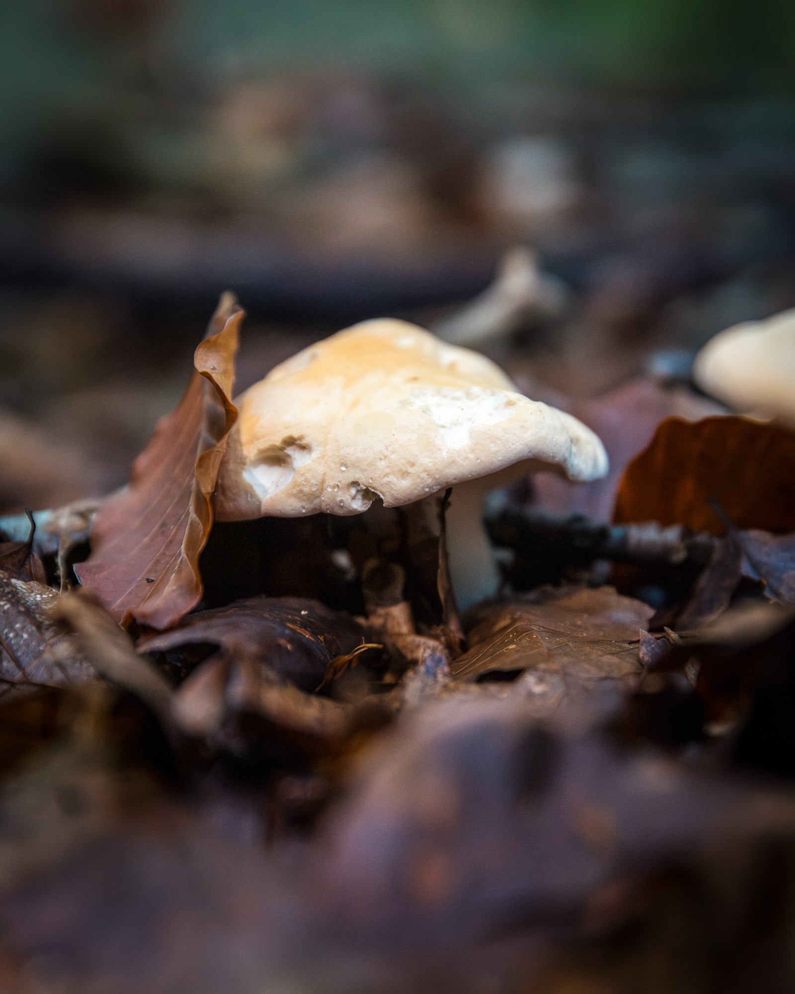 Hydnum repandum