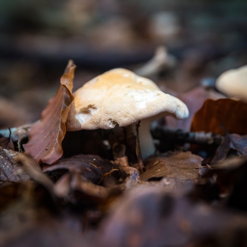 Hydnum repandum