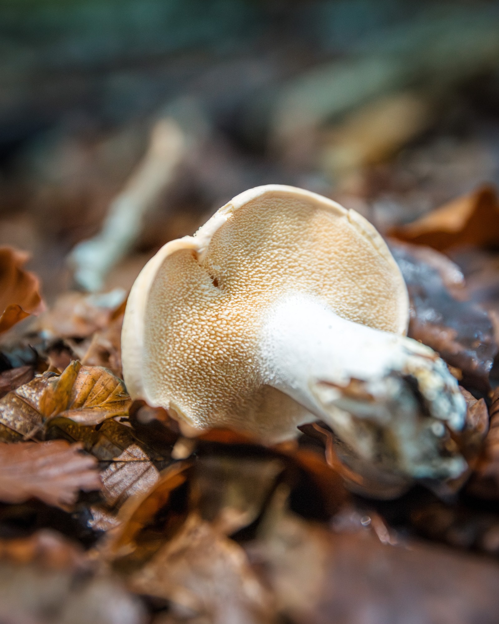 Hydnum repandum