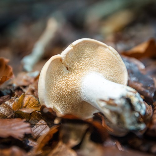 Hydnum repandum