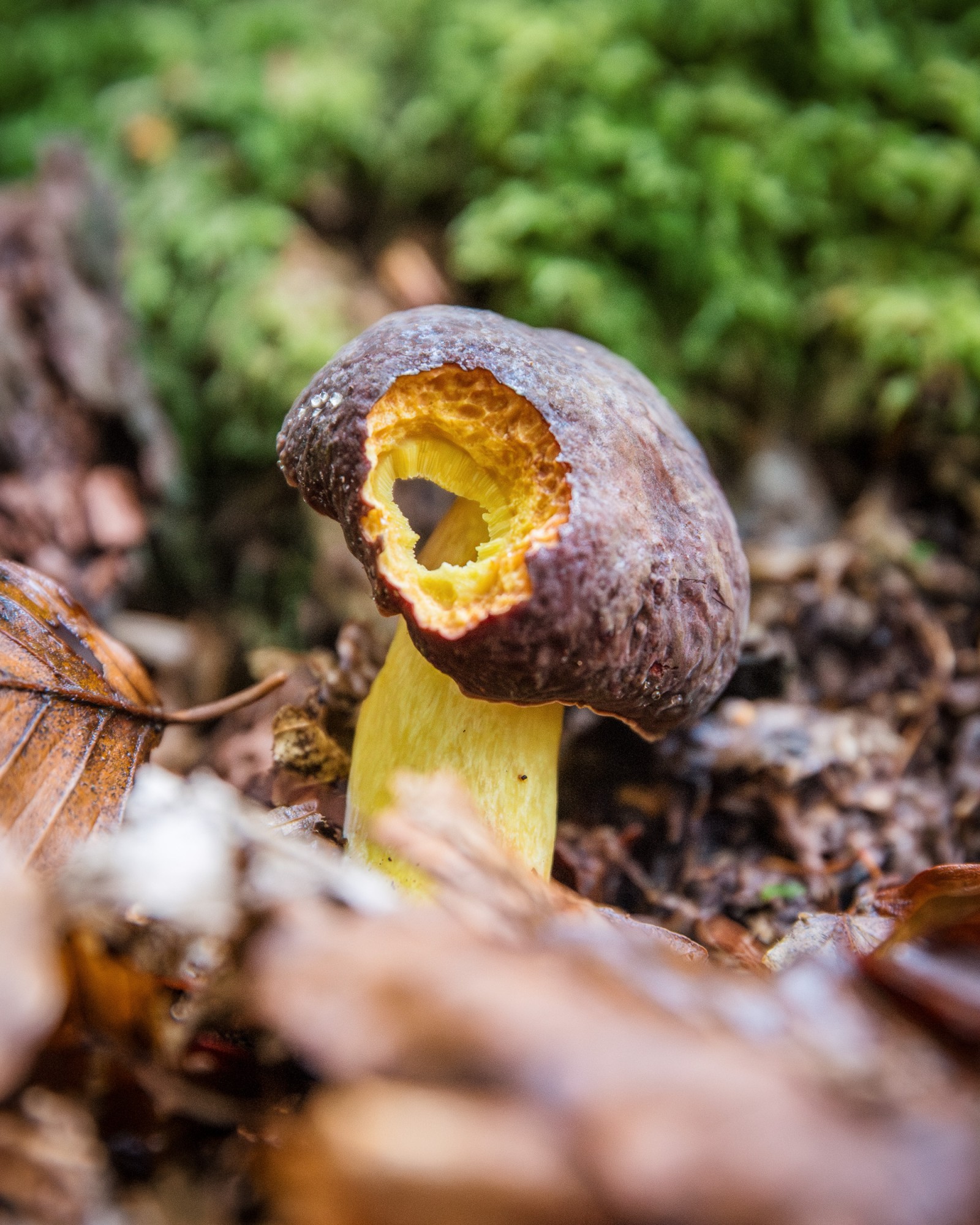 Xerocomellus pruinatus