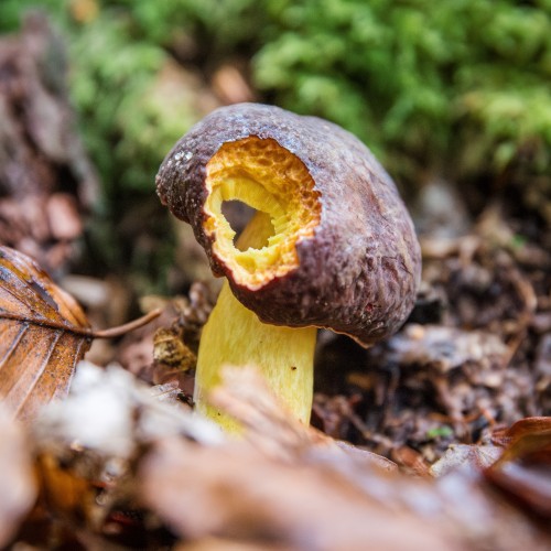 Xerocomellus pruinatus