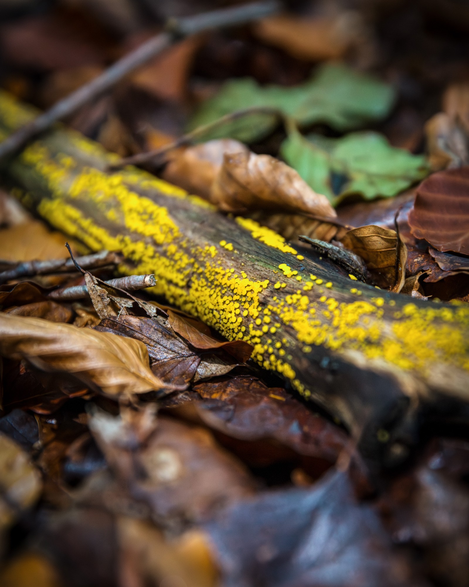 Calycina citrina
