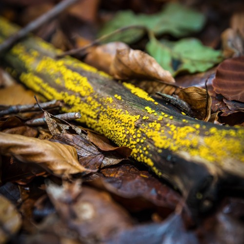 Calycina citrina