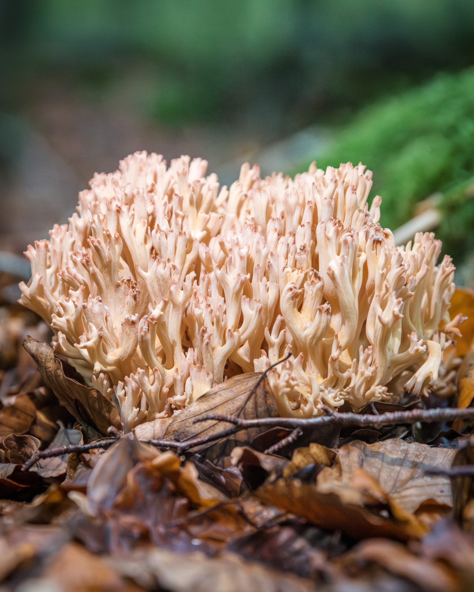 Ramaria botrytis