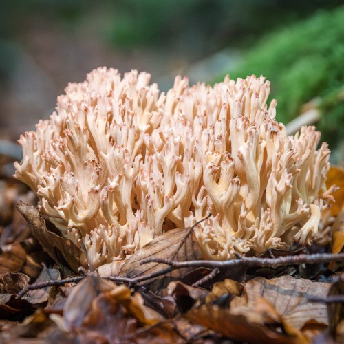 Ramaria botrytis