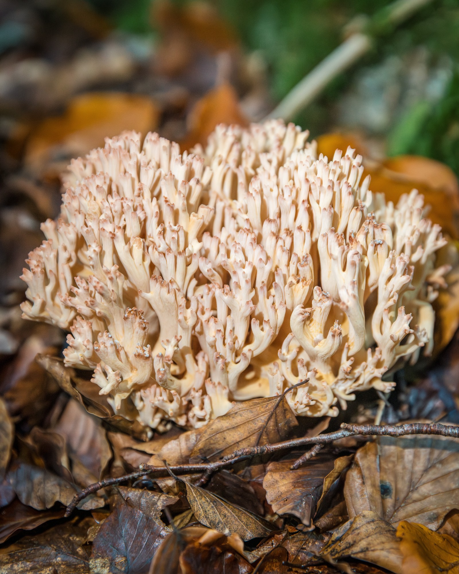 Ramaria botrytis