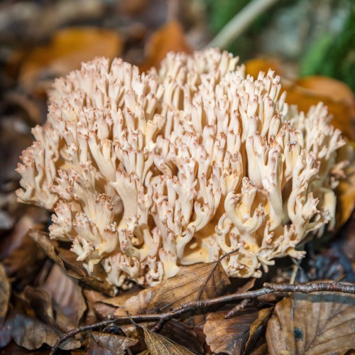 Ramaria botrytis