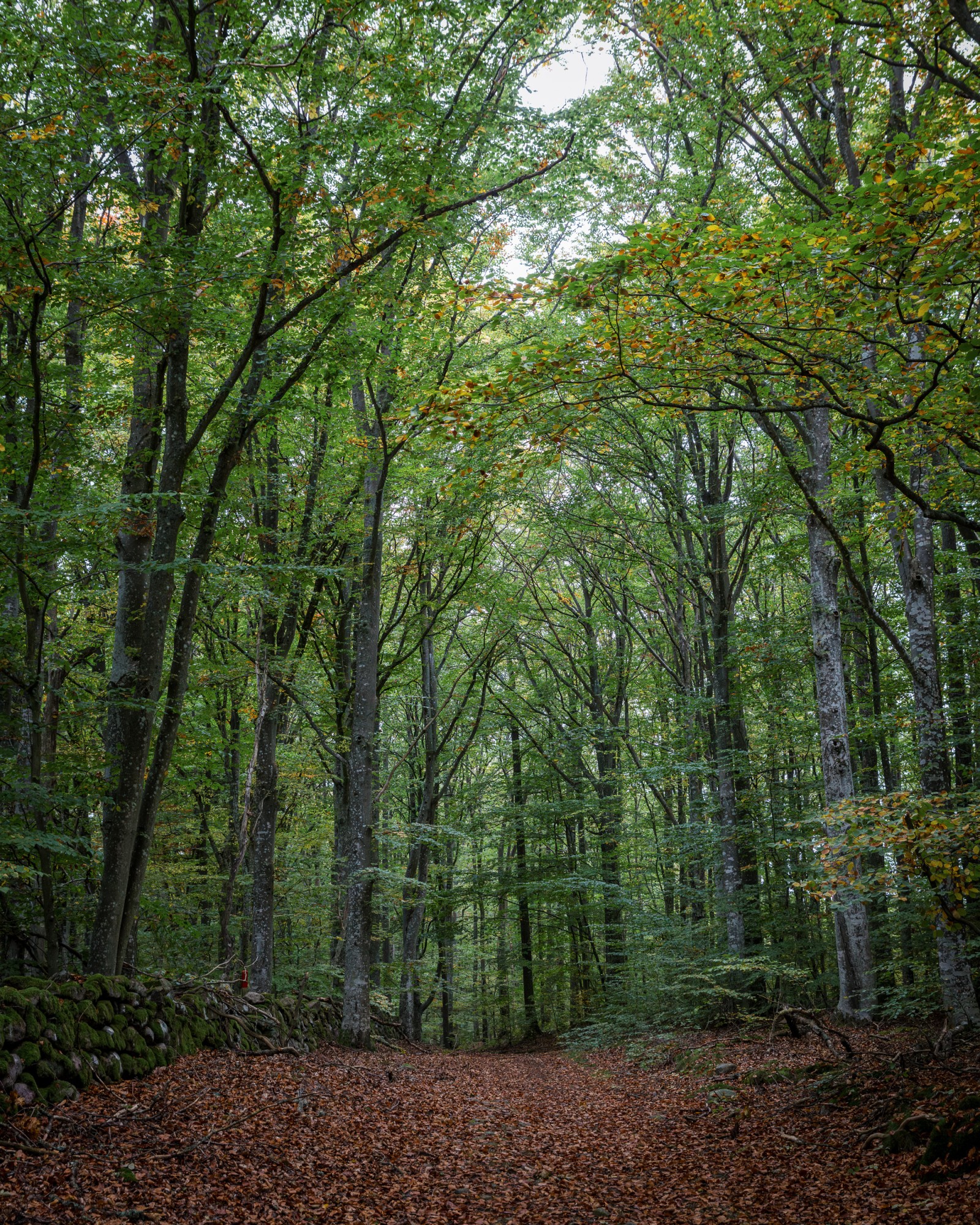 Färskesjön naturreservat