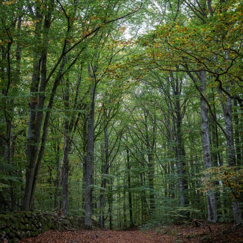 Färskesjön naturreservat
