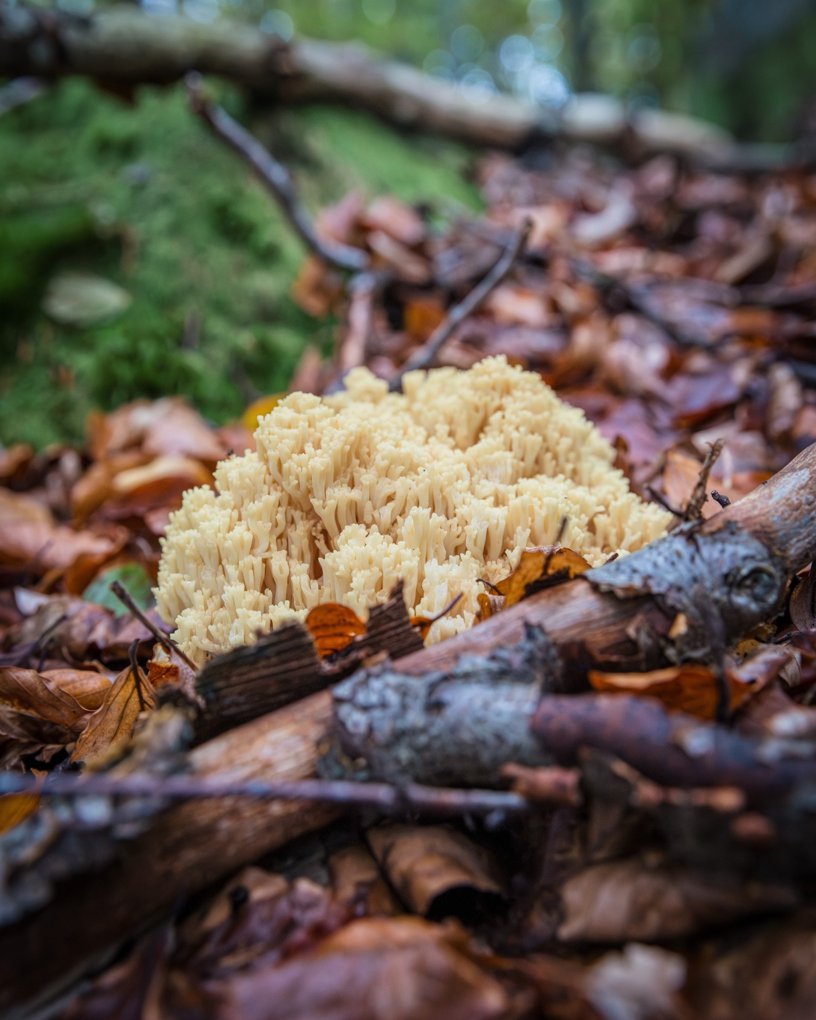 Ramaria sp.