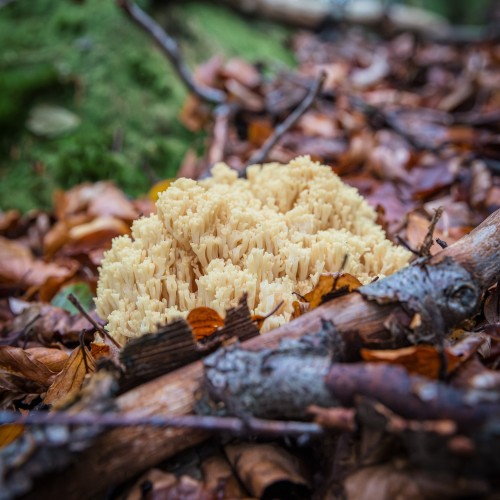 Ramaria sp.