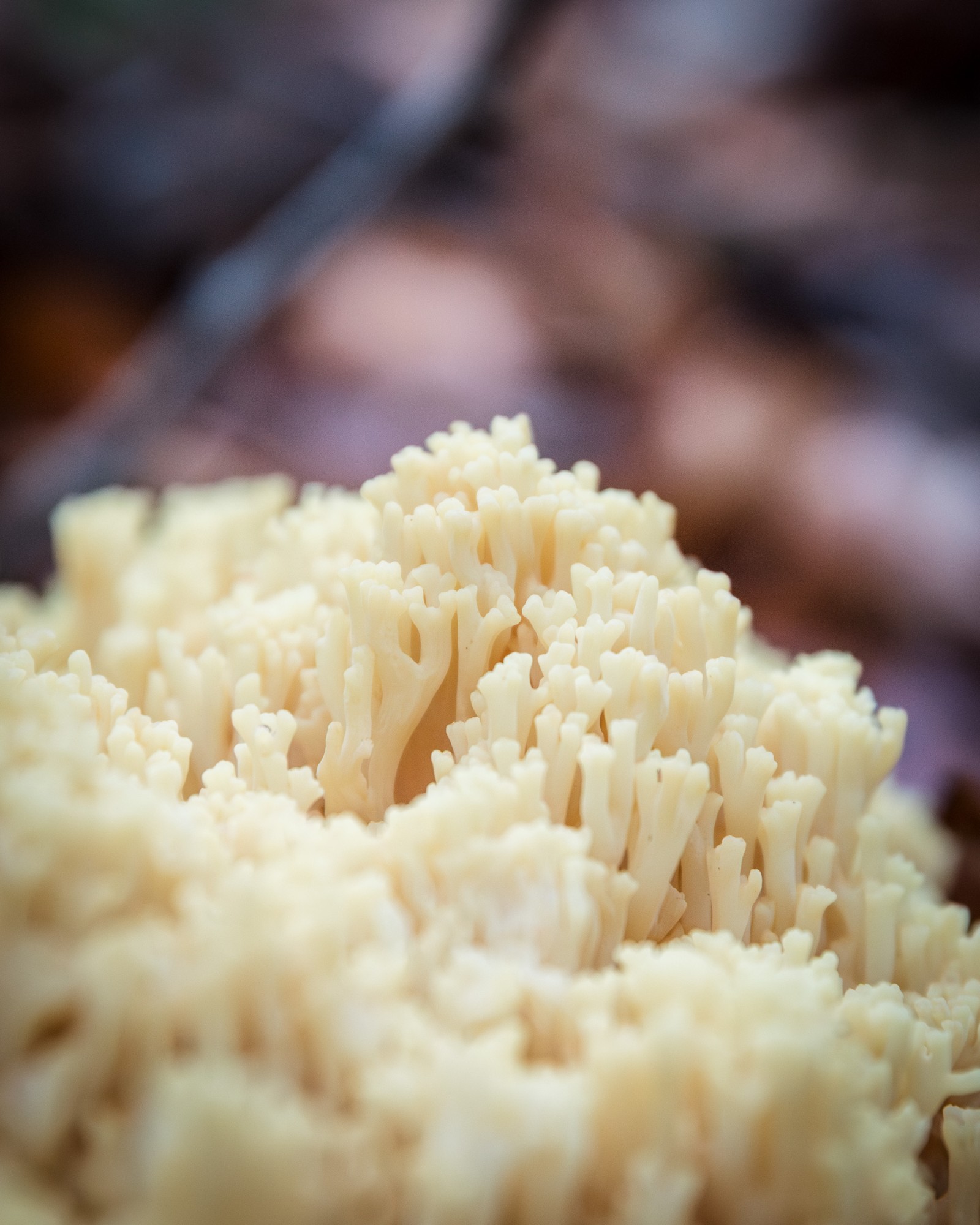 Ramaria sp.