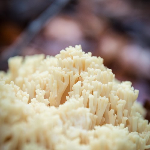Ramaria sp.