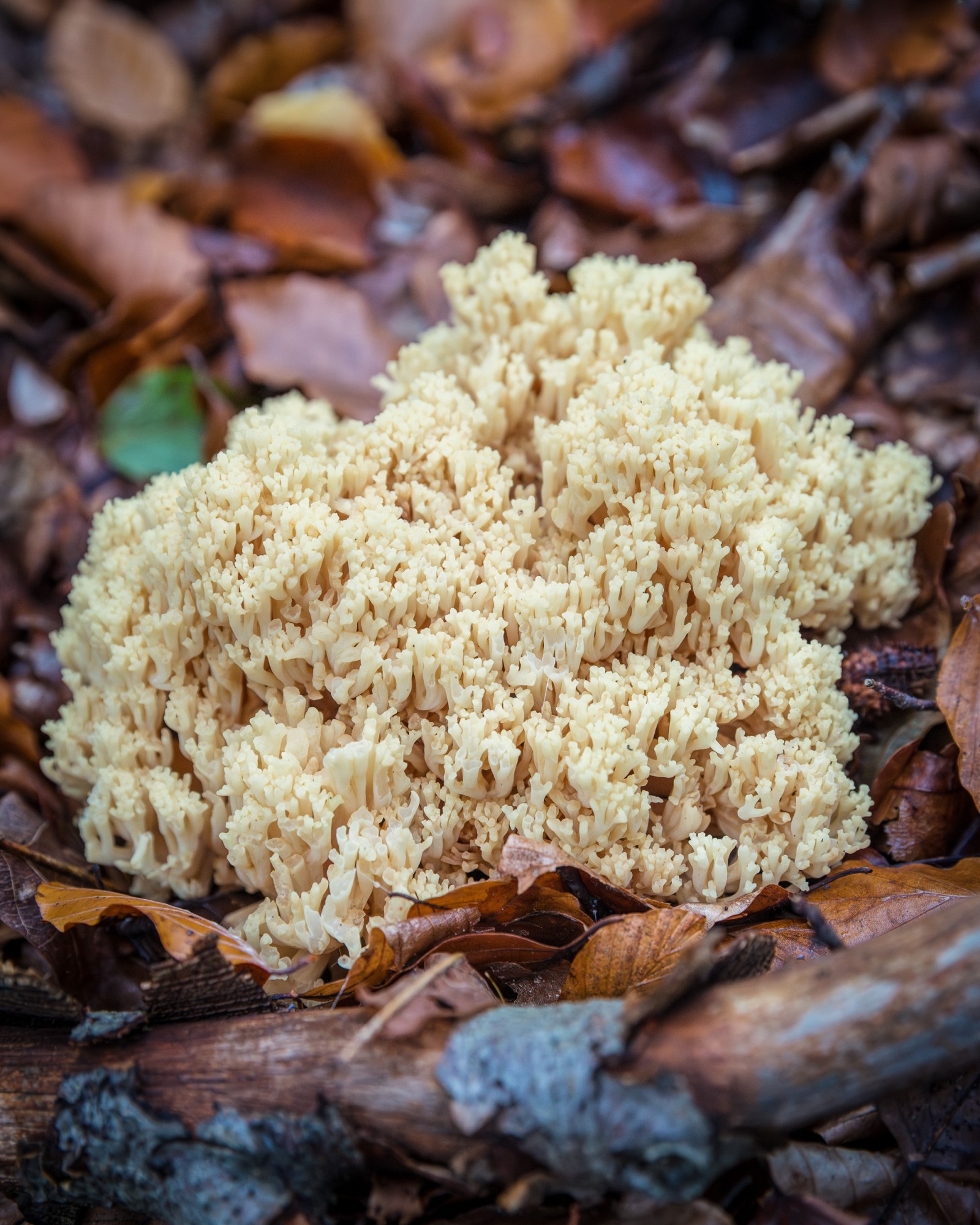 Ramaria sp.