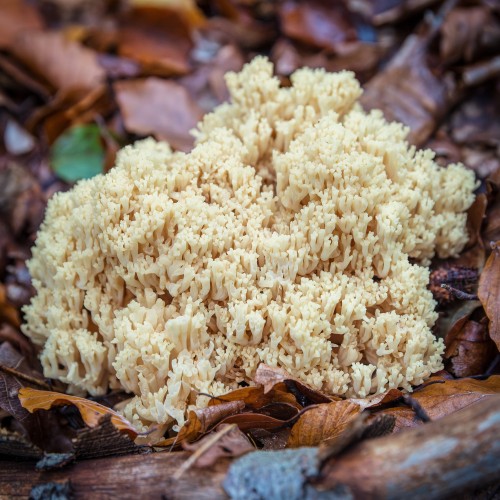 Ramaria sp.
