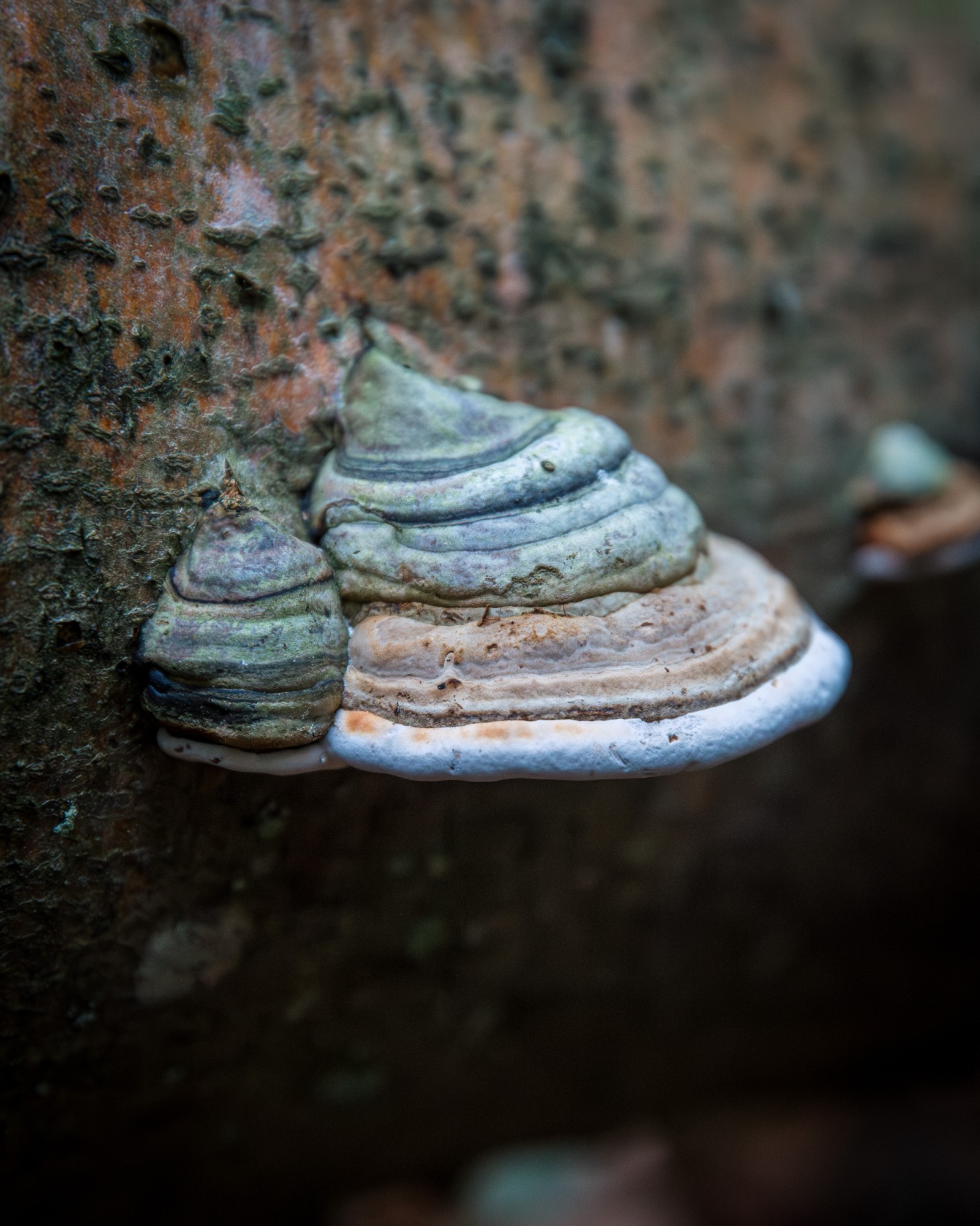 Fomes fomentarius
