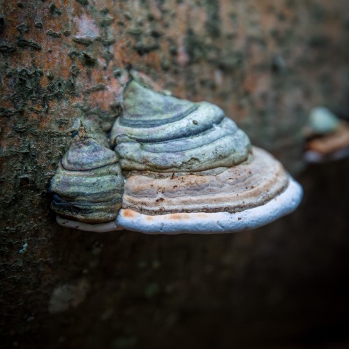 Fomes fomentarius