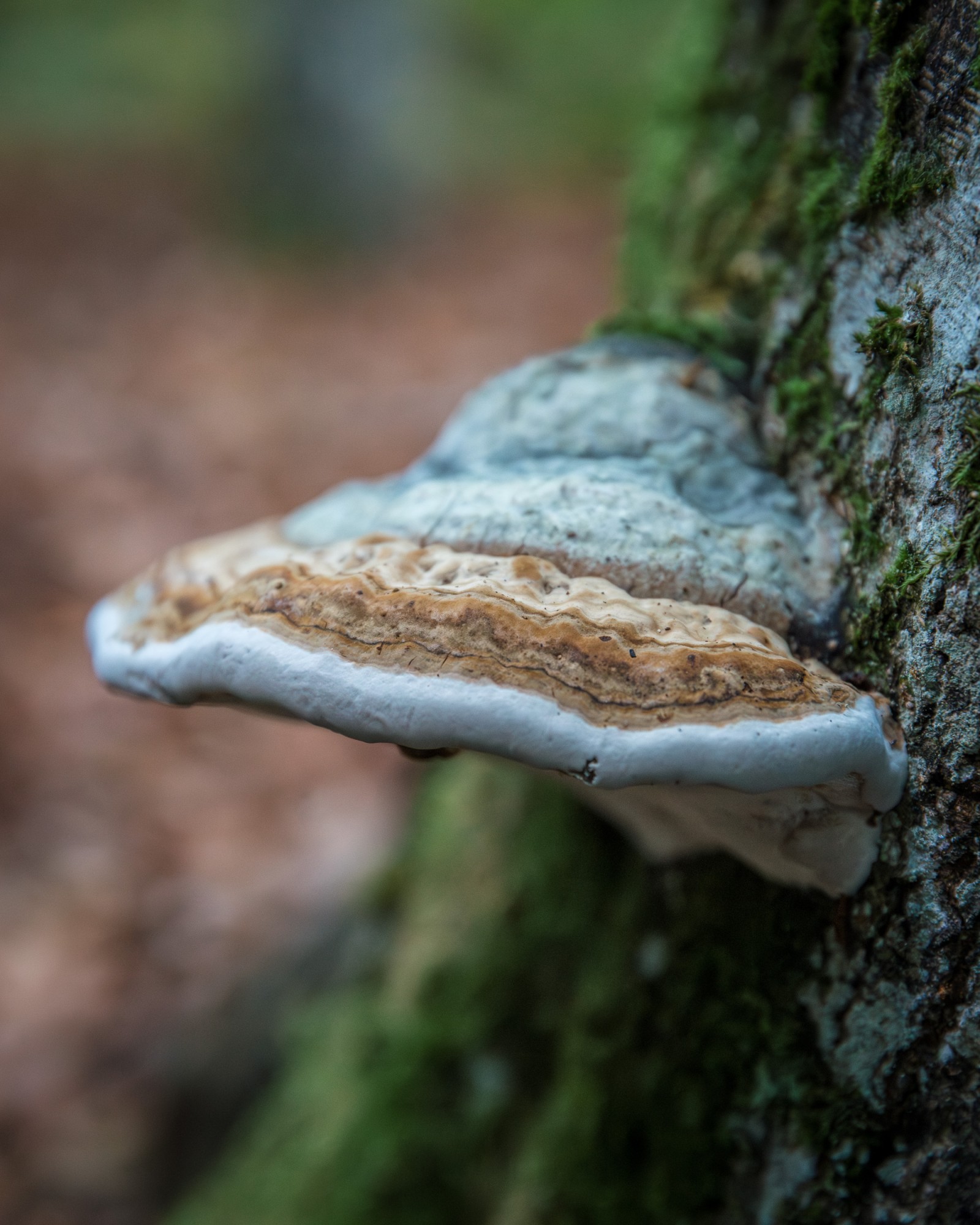 Fomes fomentarius