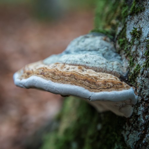 Fomes fomentarius