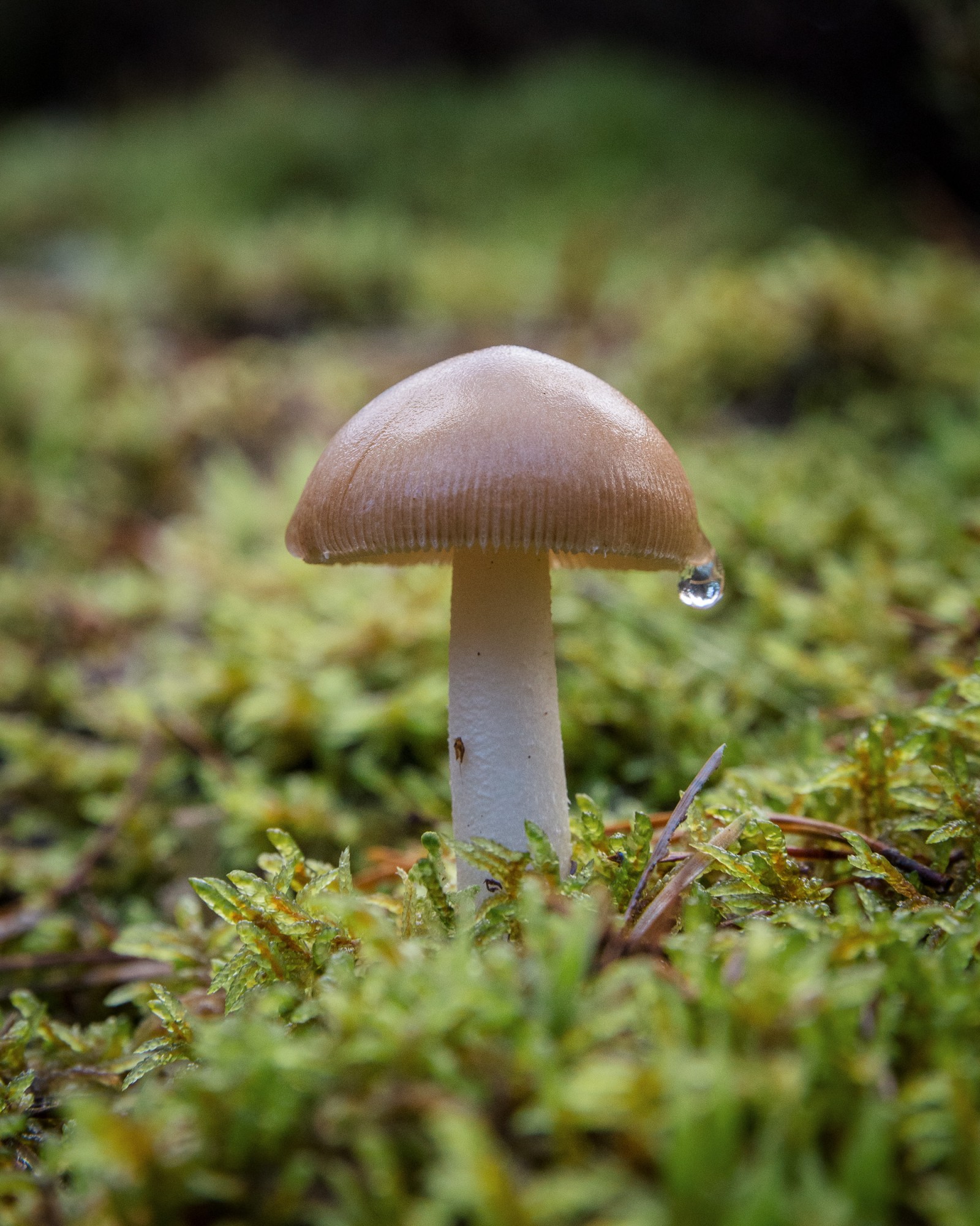 Amanita vaginata