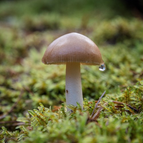 Amanita vaginata