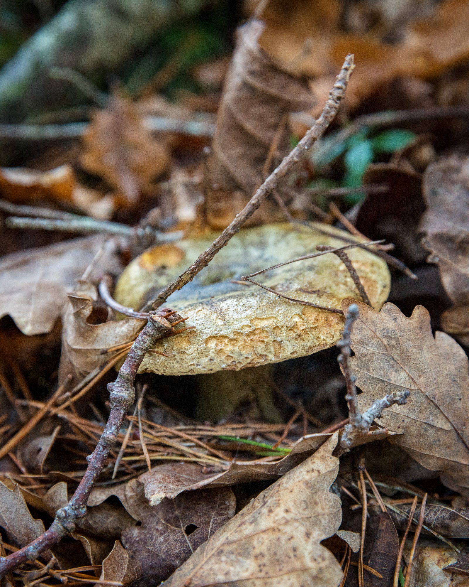 Lactarius blennius