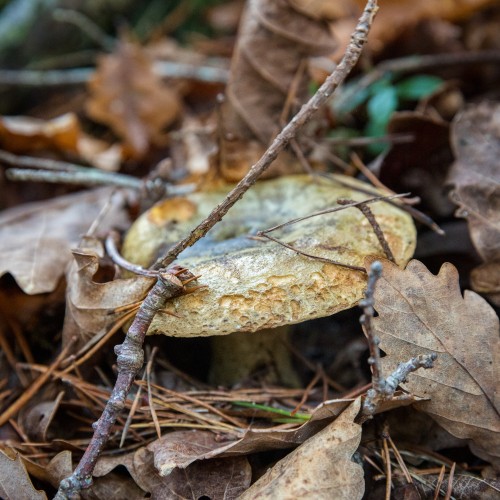 Lactarius blennius