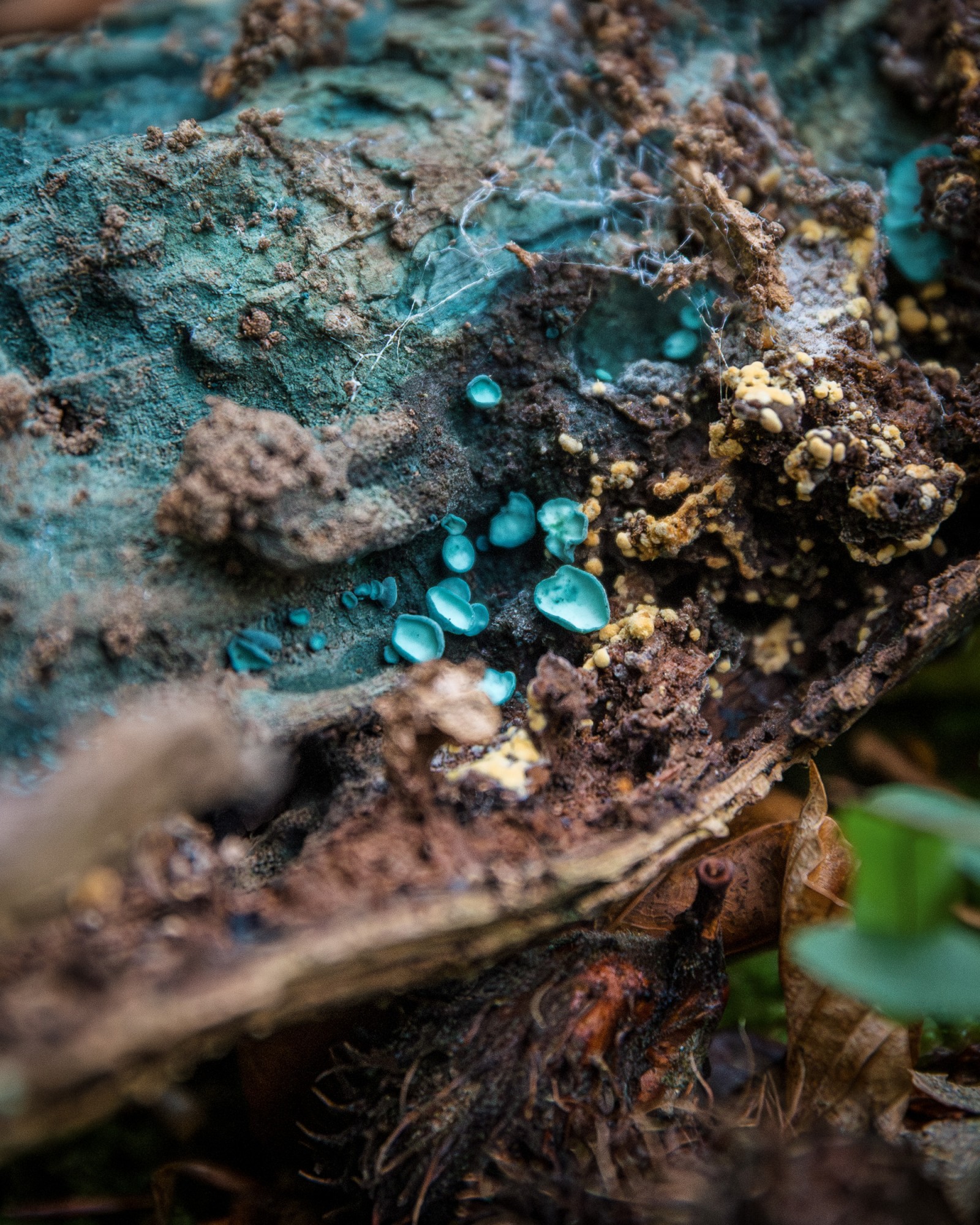 Chlorociboria aeruginascens