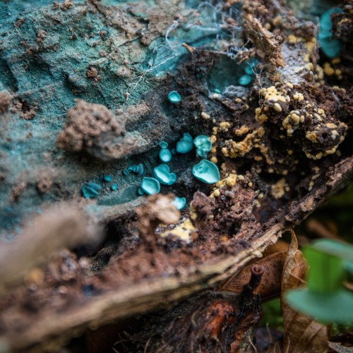 Chlorociboria aeruginascens
