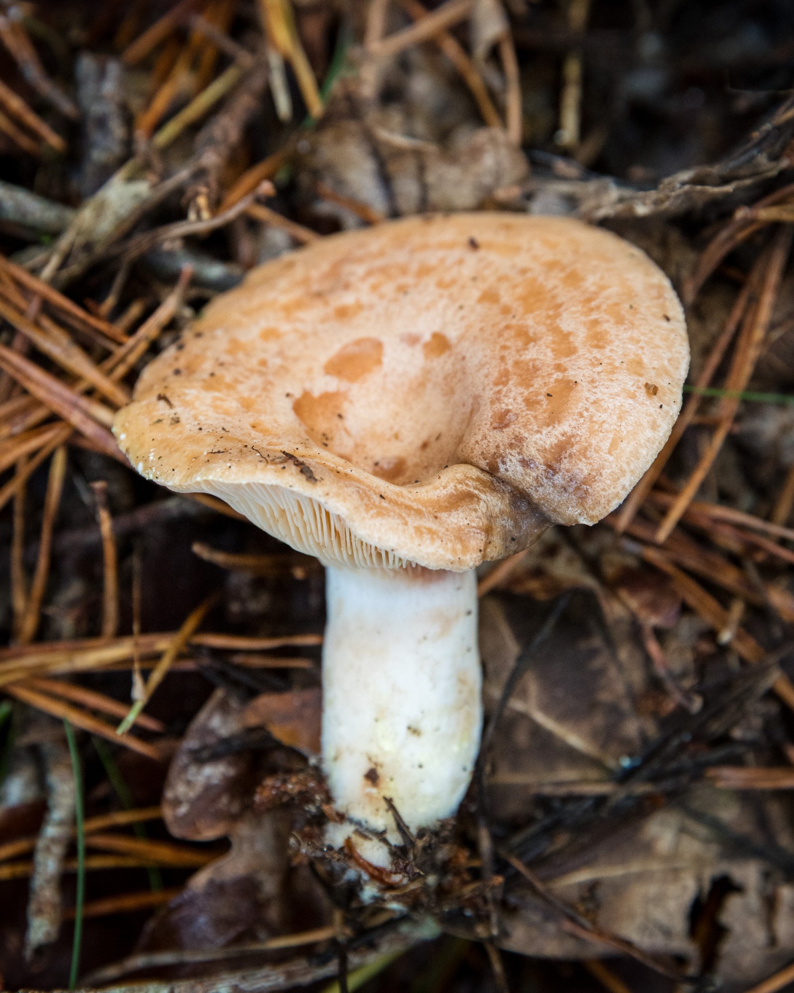 Lactarius chrysorrheus