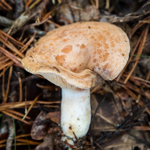Lactarius chrysorrheus