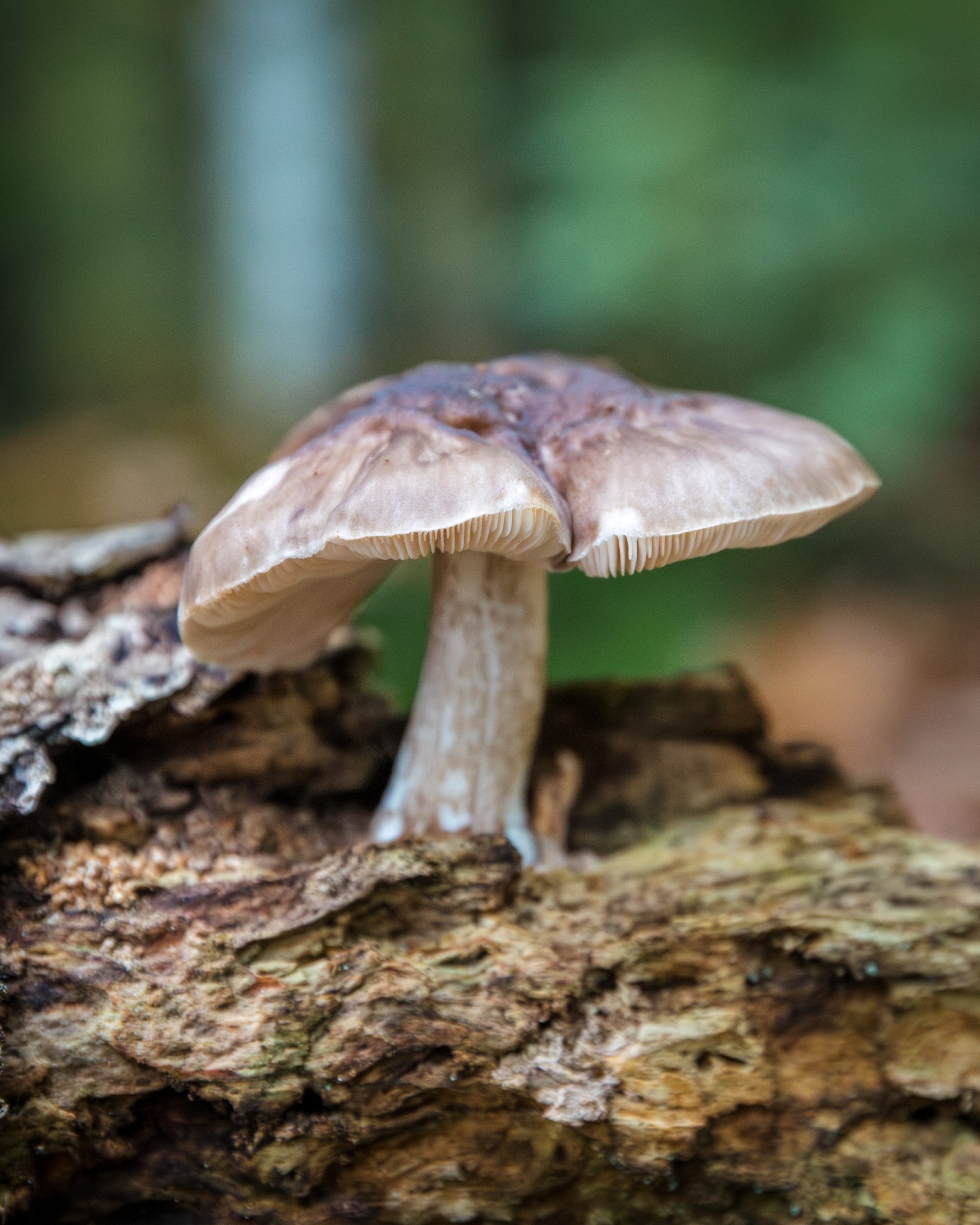 Pluteus cervinus