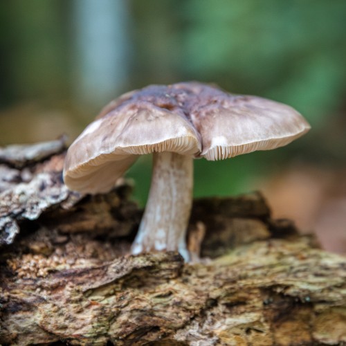 Pluteus cervinus