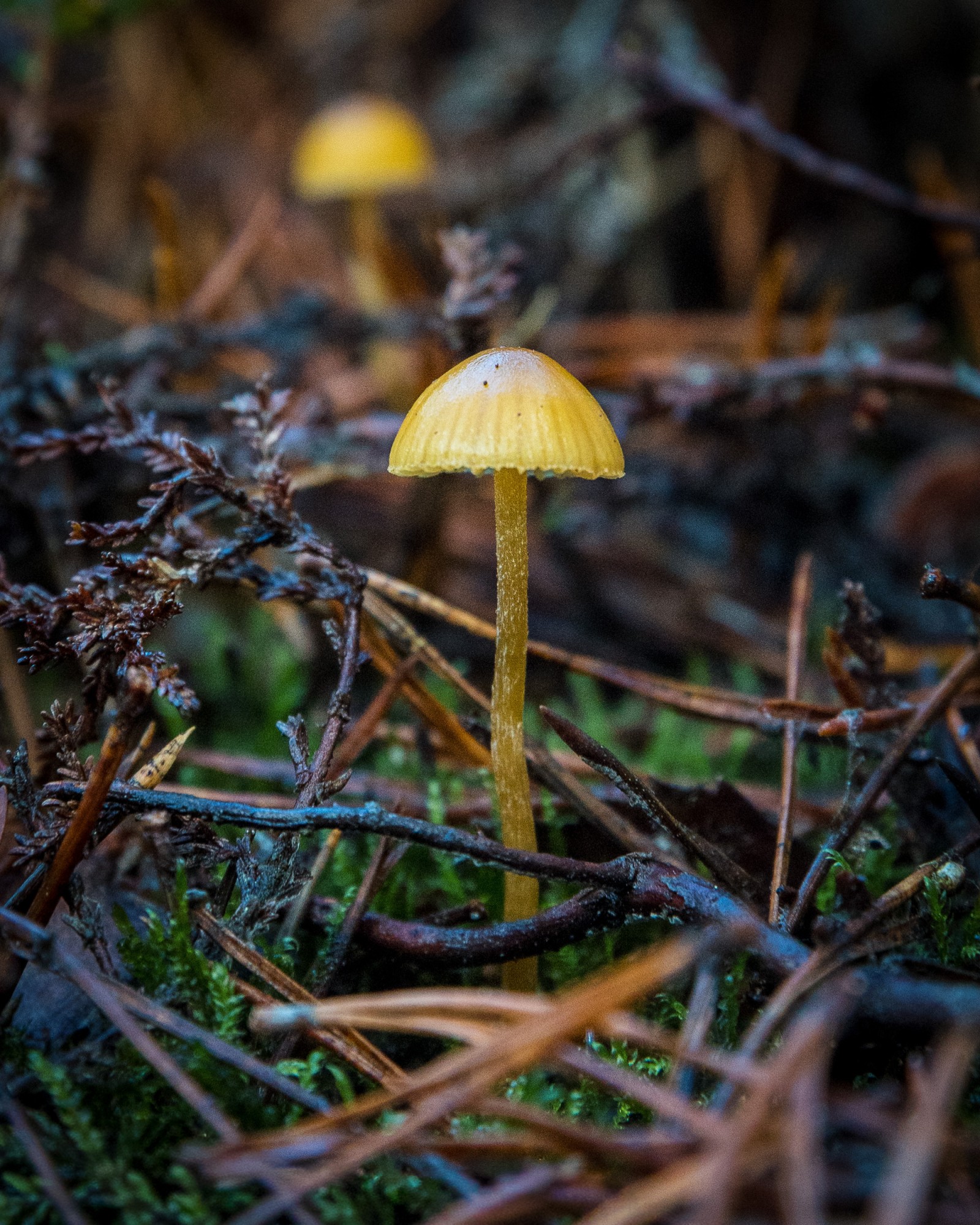 Galerina pumila