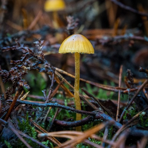 Galerina pumila