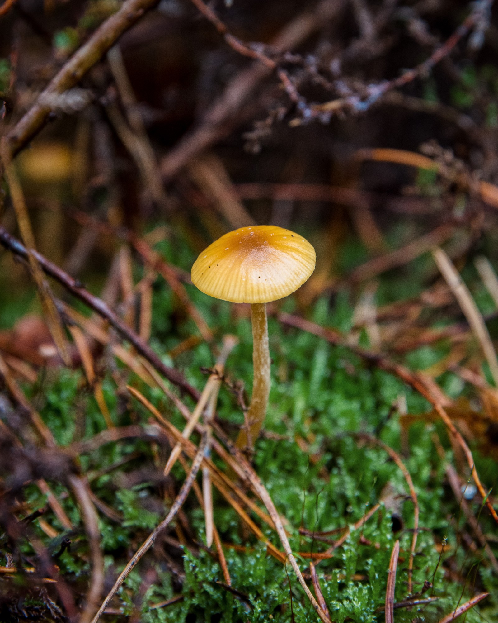 Galerina pumila