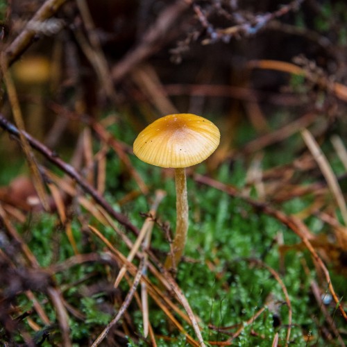 Galerina pumila