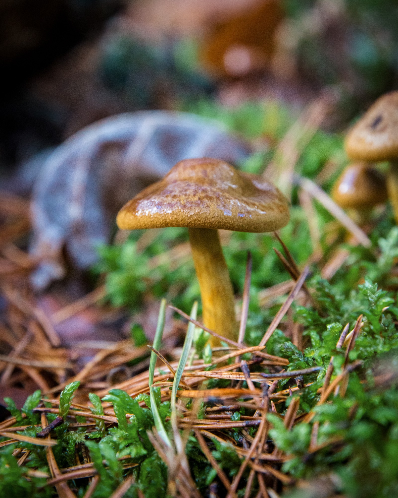 Cortinarius cinnamomeus
