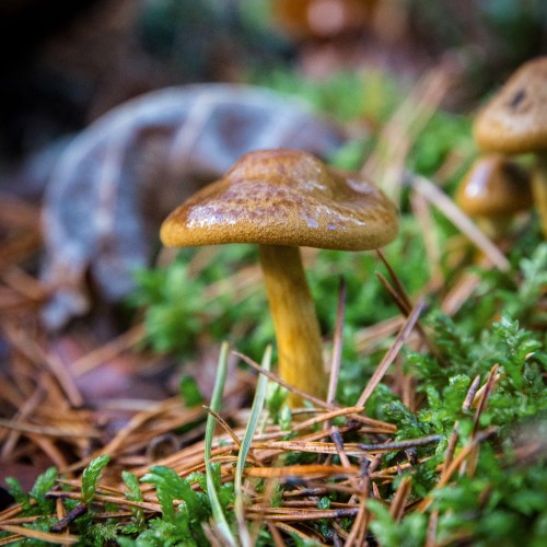 Cortinarius cinnamomeus