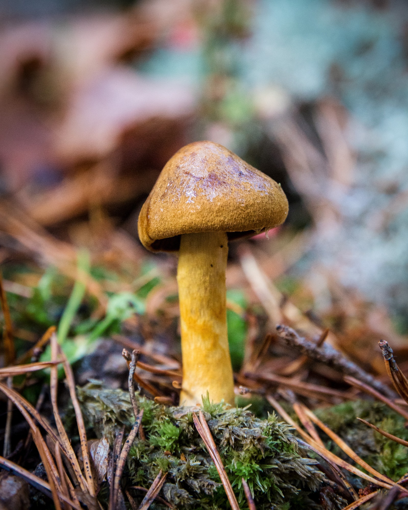 Cortinarius cinnamomeus
