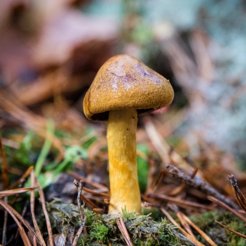 Cortinarius cinnamomeus