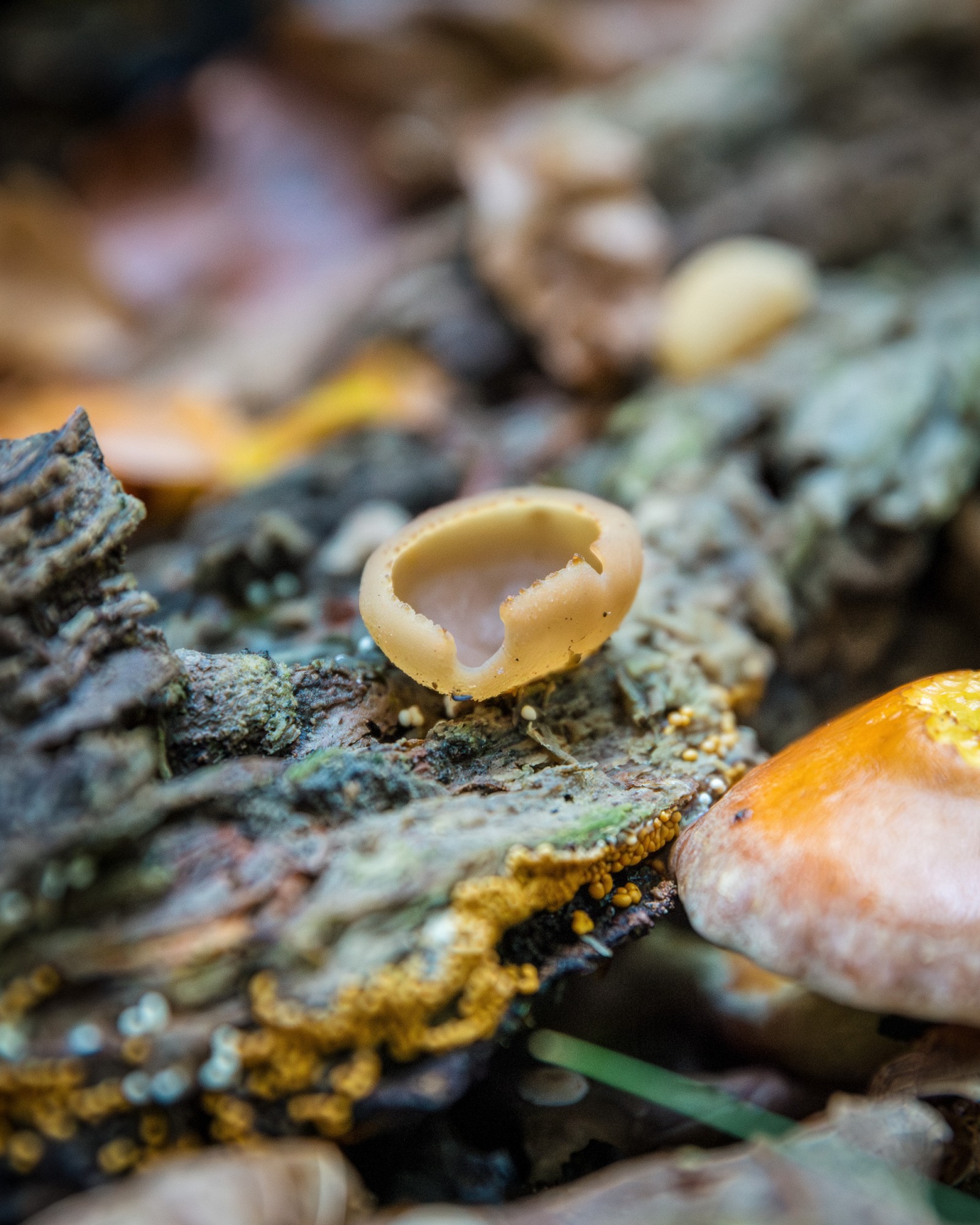 Peziza vesiculosa