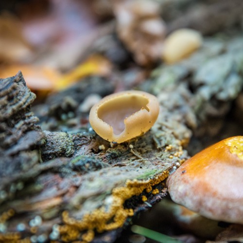 Peziza vesiculosa
