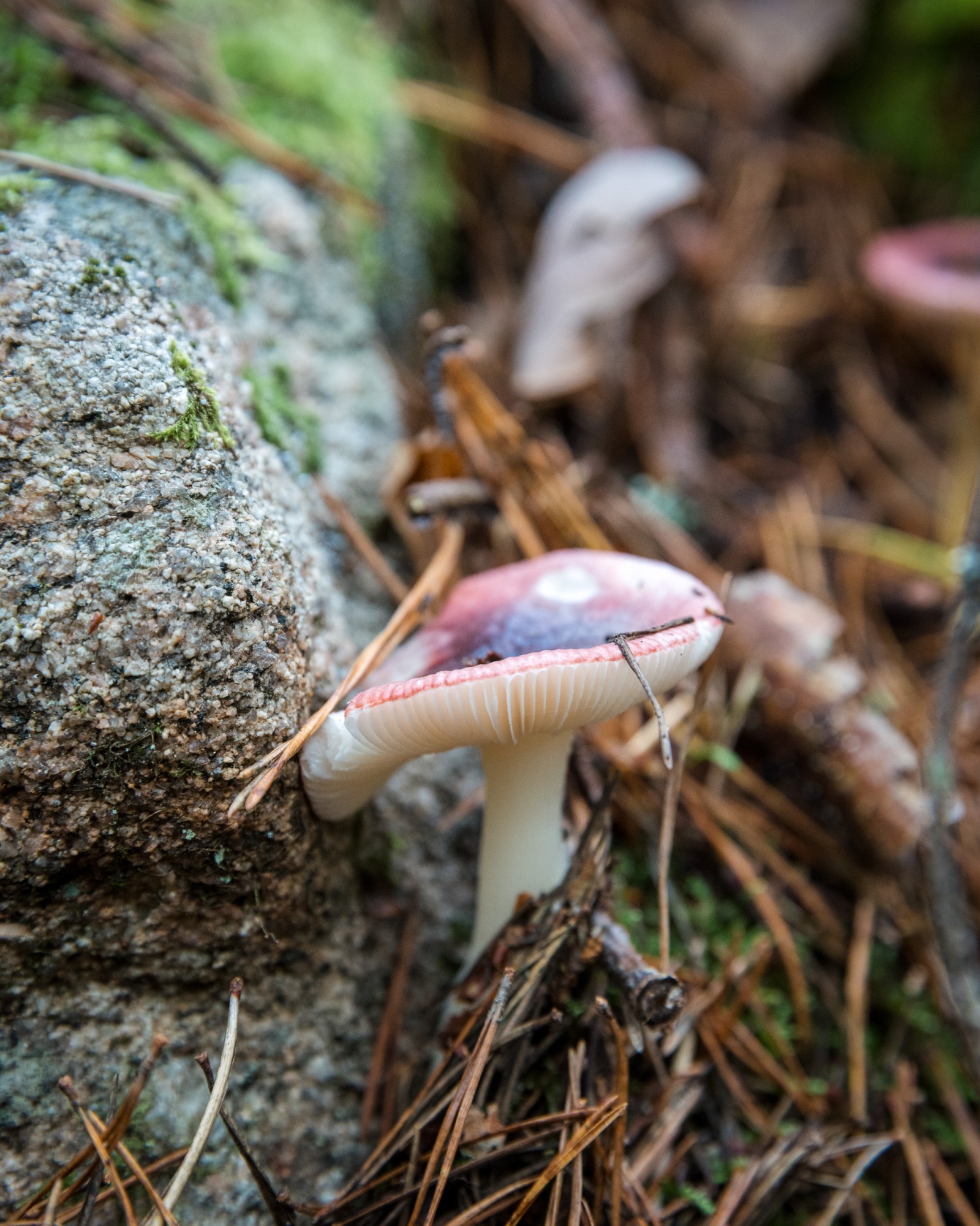 Russula sp.