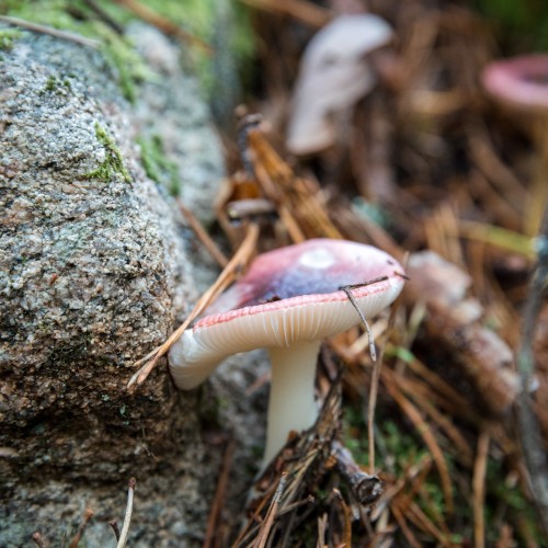 Russula sp.