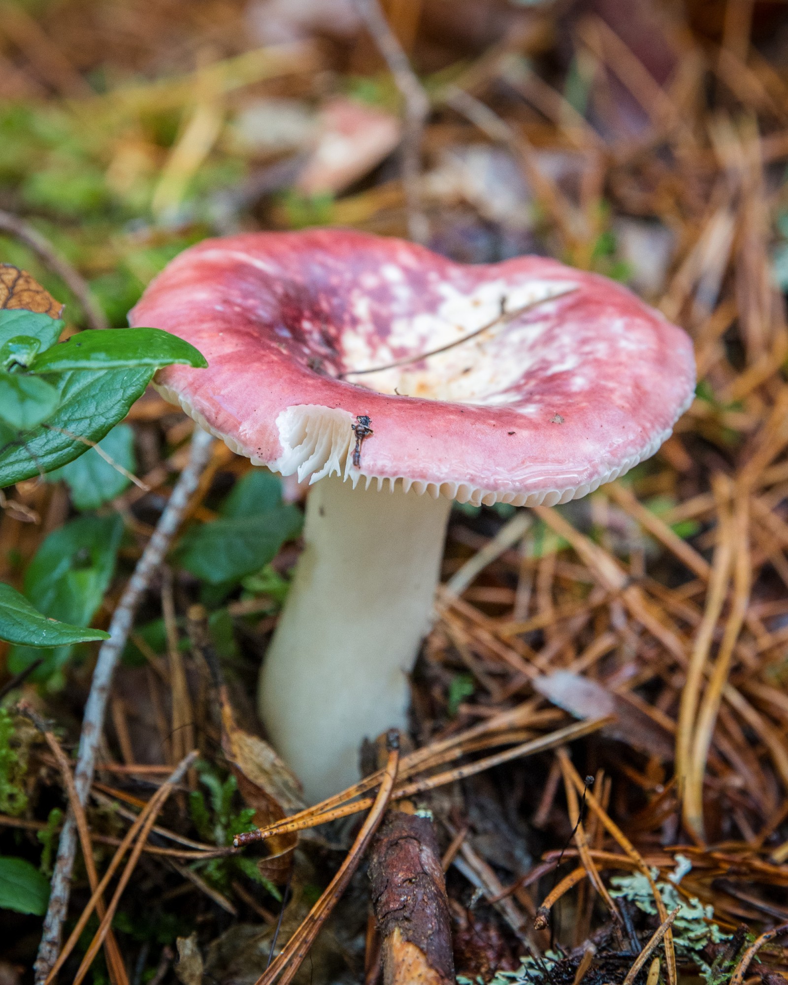 Russula sp.