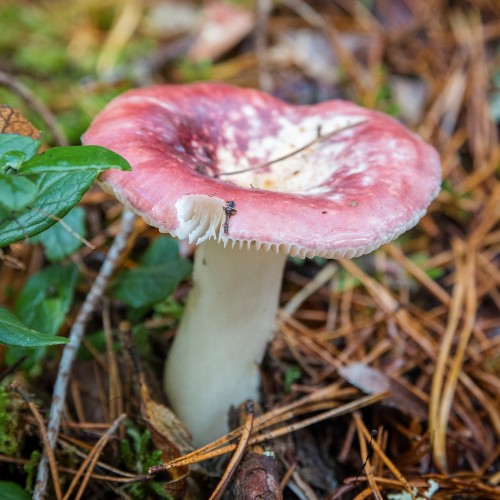 Russula sp.